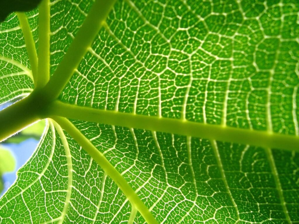 Pattern of Voronoi diagram can be seen on the leaf